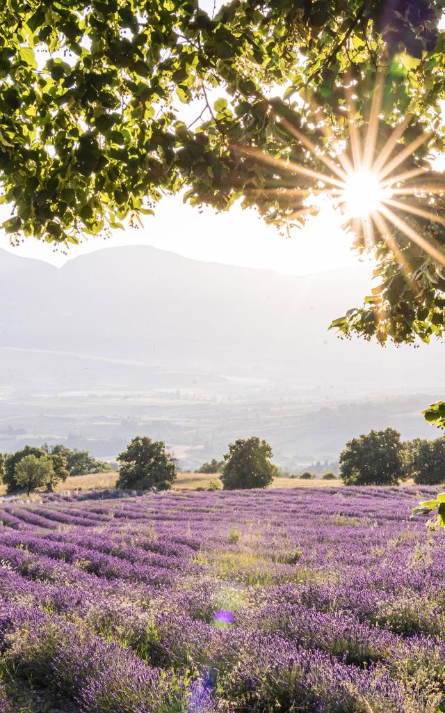 Itinéraire Champs Lavande Baronnies en Drôme Provençales