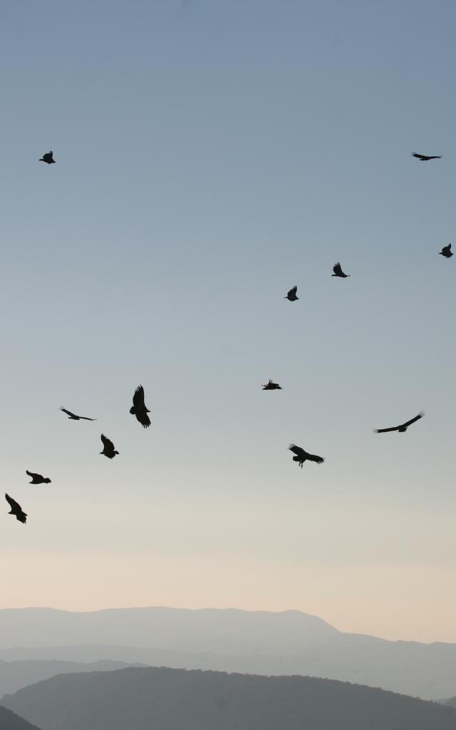 Traversier Baronnies Vautour Fauve 01012025 45