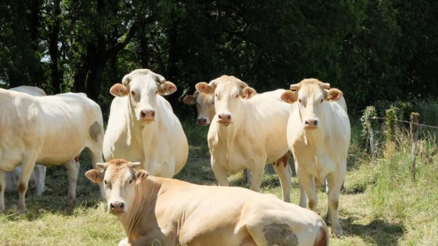 La Blonde d'Aquitaine par Powe
