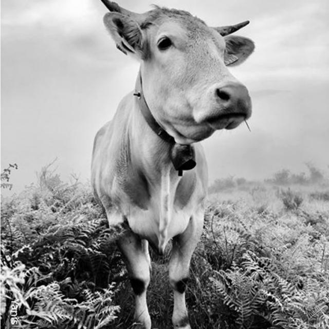 Photo Art Vache Morvan