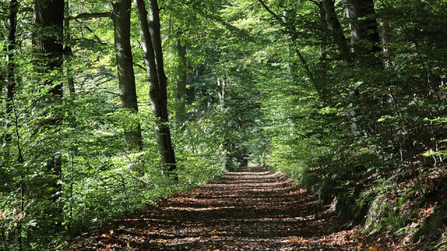 Forêt