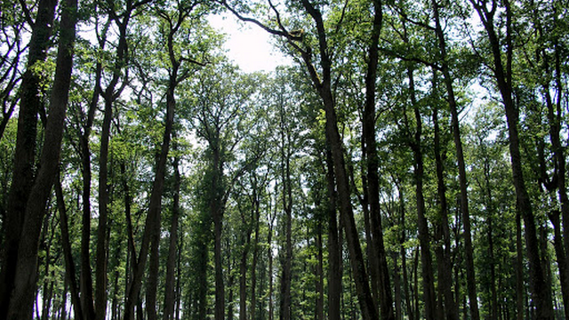 Forêt