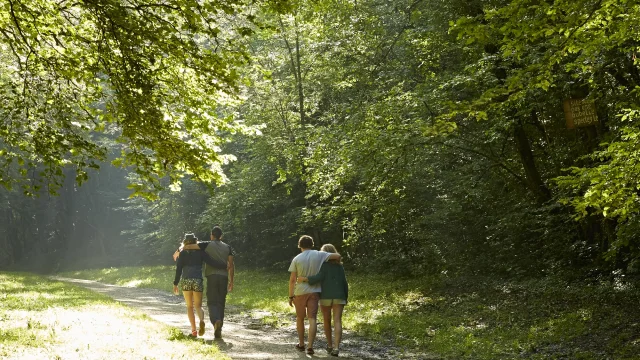 Randonnee Bois Foret Marcheurs