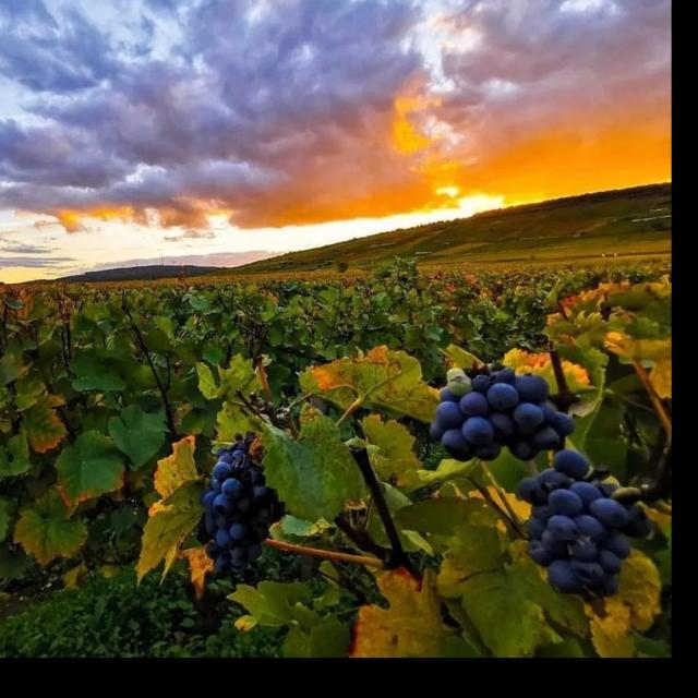 Burgundy wine outlet grapes