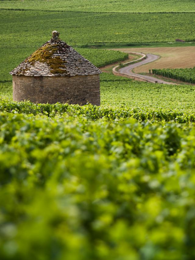 Cabotte Weinberg Burgund