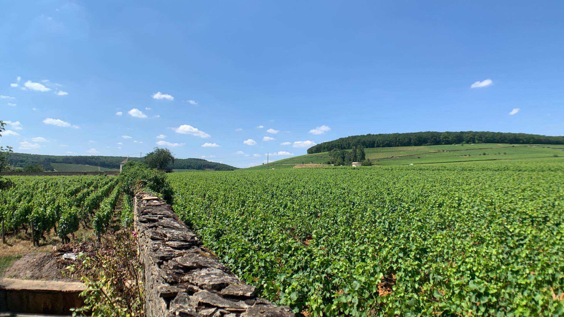 The Chemin Des Grands Crus | Beaune And The Beaune Region Tourism ...