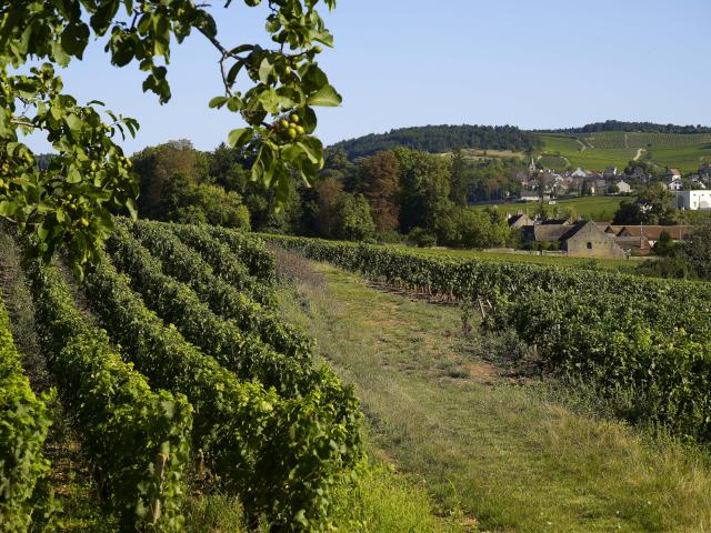 Meursault Vignobles 2