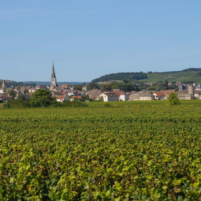 Meursault Vignobles 3