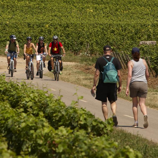 Hiking and biking Circuit Voie Des Vignes Burgundy