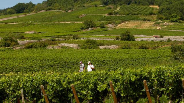 Wandelen in de wijngaarden van de Cote de Beaune