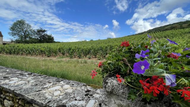 Weinberge Santenay