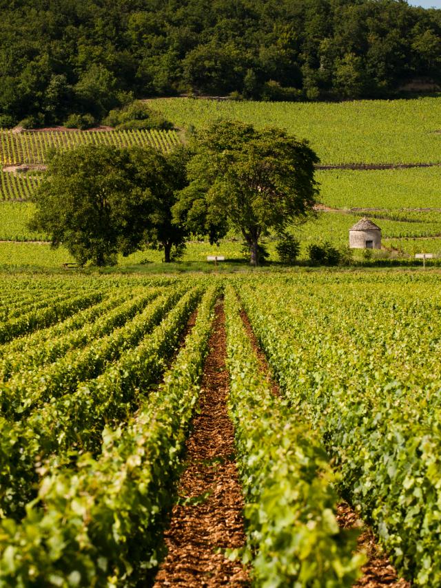 Vinhedos e cabotagem em Savigny