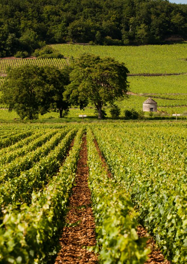 Vignes et cabotte à Savigny