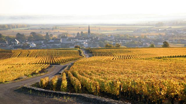 Meursault Vignes jaunes avec village au fond brume