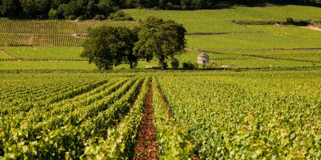 arbre-vigne-savigny