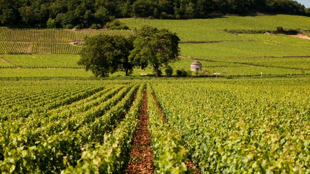 arbre-vigne-savigny