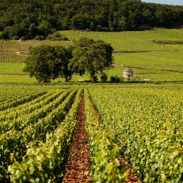 arbre-vigne-savigny