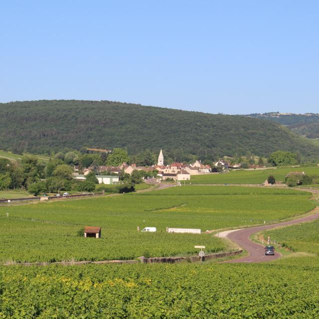 Nolay Vignoble