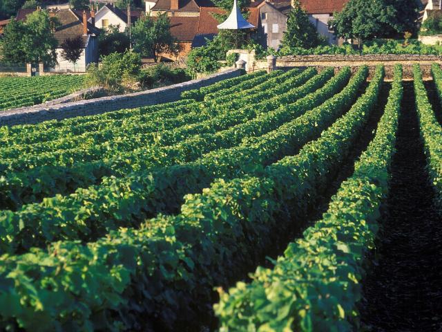 Vigne d'Auxey