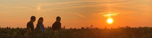 Coucher Soleil Vignes