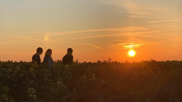 Coucher Soleil Vignes