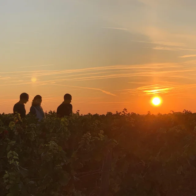 Coucher Soleil Vignes