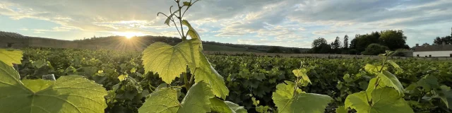 Feuille Vigne Ete