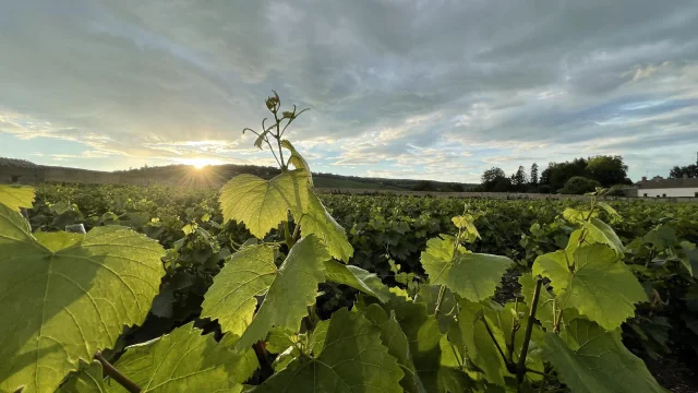 Feuille Vigne Ete