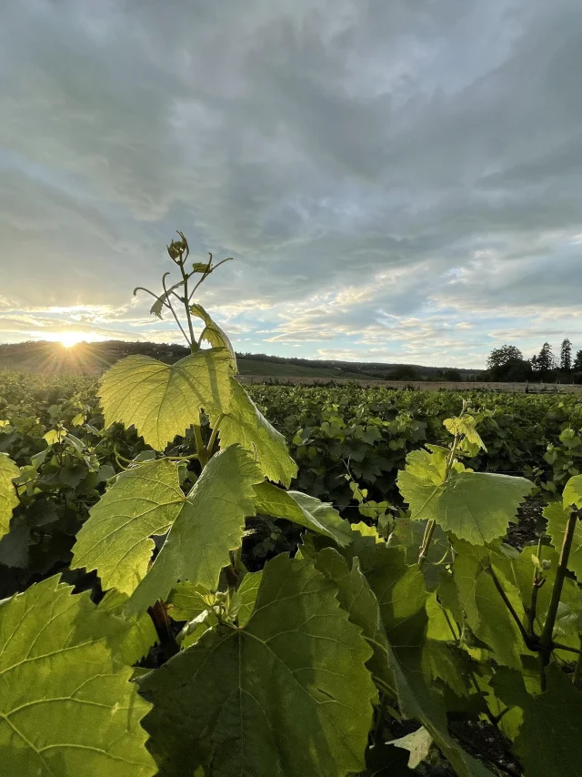 Feuille Vigne Ete