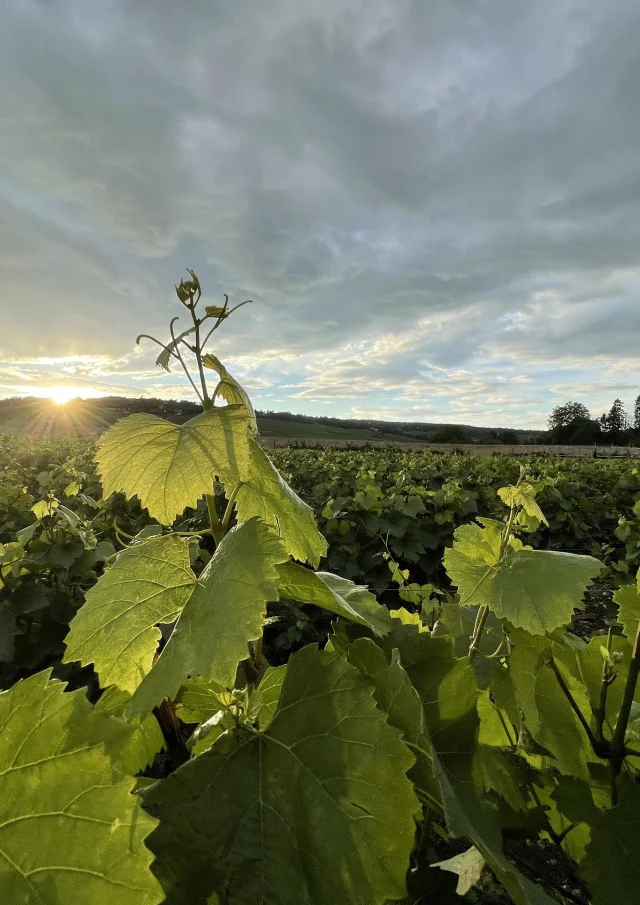 Feuille Vigne Ete