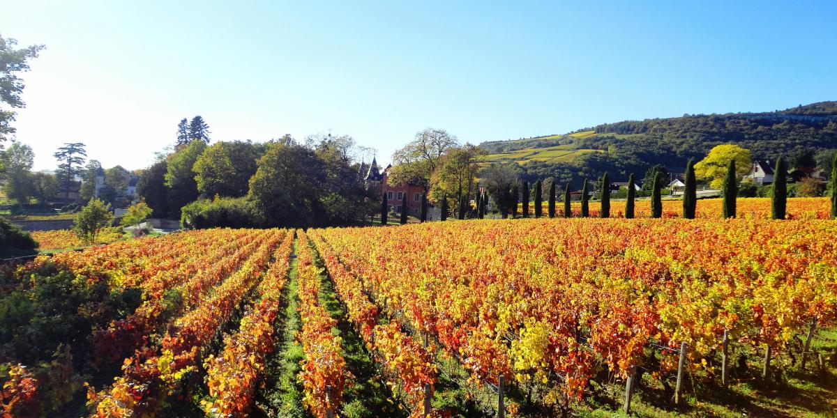 les-vendanges-en-bourgogne-beaune-et-le-pays-beaunois-tourisme