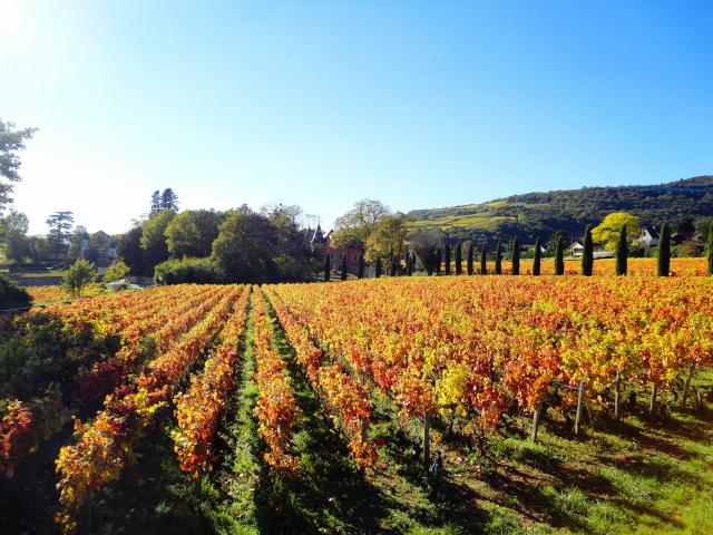 lacree-vignes-automne