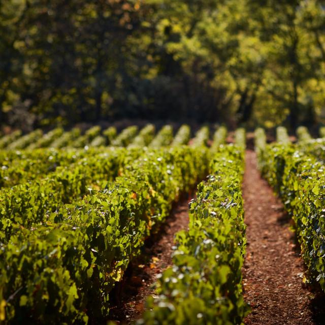 Prosper Maufoux Vignes