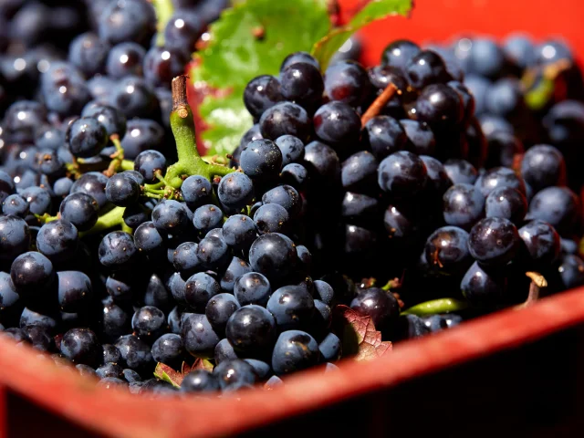 Raisin Vendange