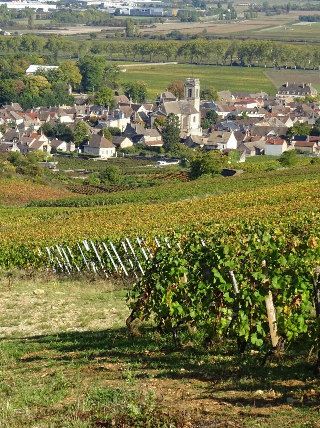 vines-pommard-autumn-1