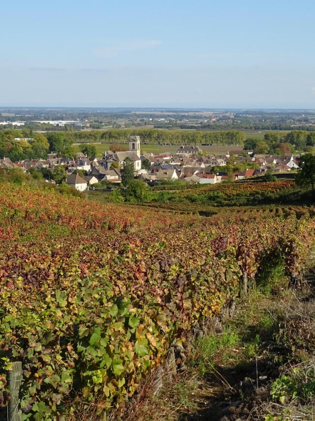 Vignes Pommard Automne 5