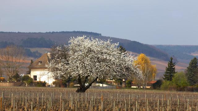 Printemps Vignes Chorey