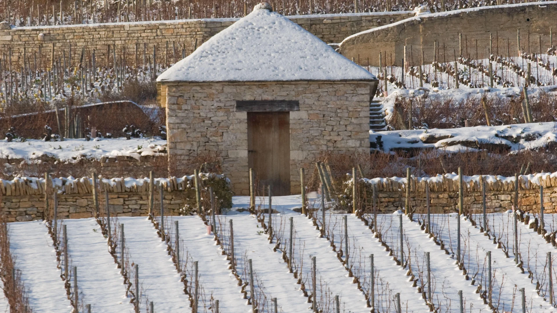 puligny-montrachet-vinos de invierno