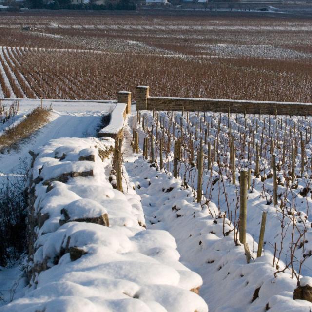 Puligny Montrachet Muret Hiver