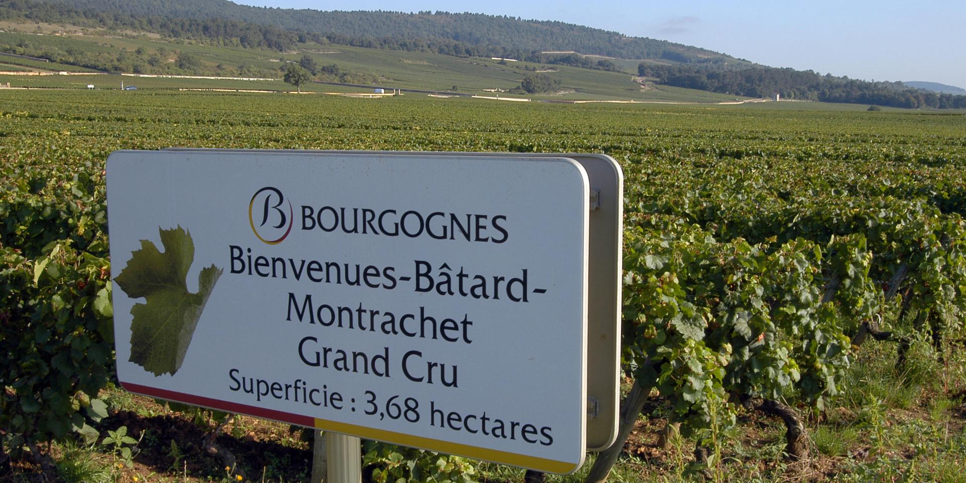 Appellation Montrachet | Beaune and the Beaune region Tourism – Burgundy