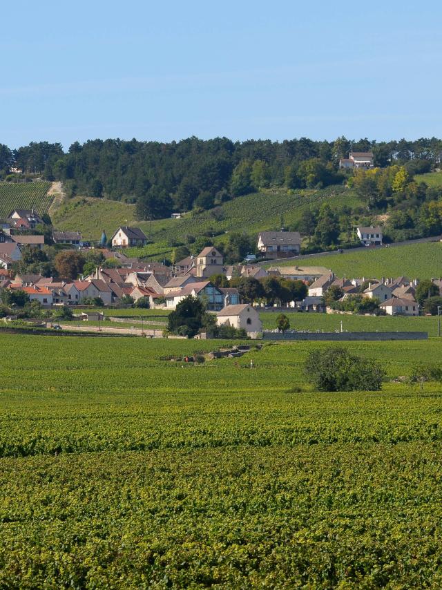 Volnay Vigne Village