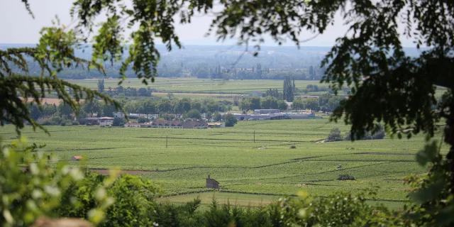Vignes paysage nature OTI BEAUNE