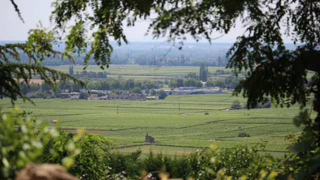 Vignes paysage nature OTI BEAUNE