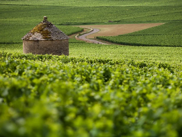 cabotte dans les vignes