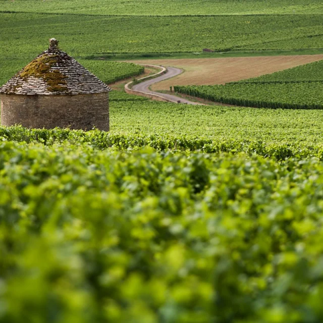 cabotte dans les vignes