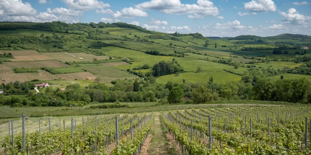 Vignes Hautes Cotes