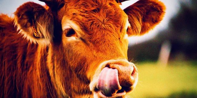 Instagram #belleileenmer