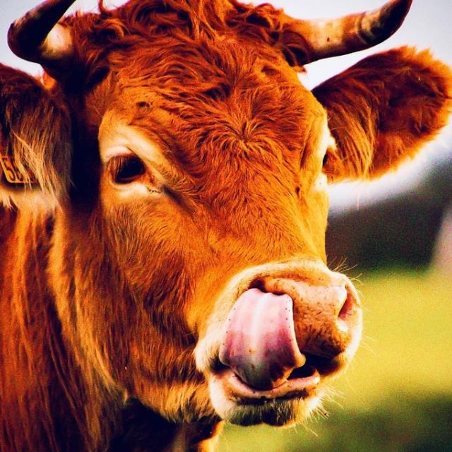 Instagram #belleileenmer