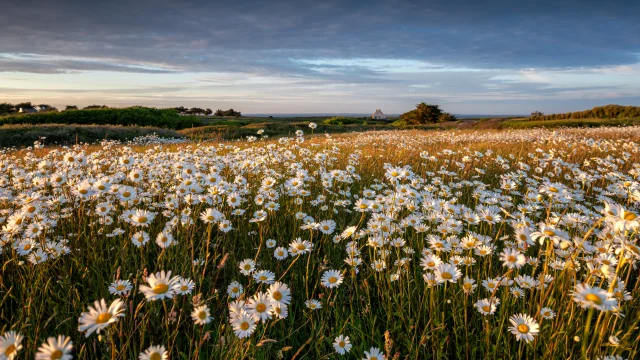 Champs De Marguerites | Pascal Lechaudel