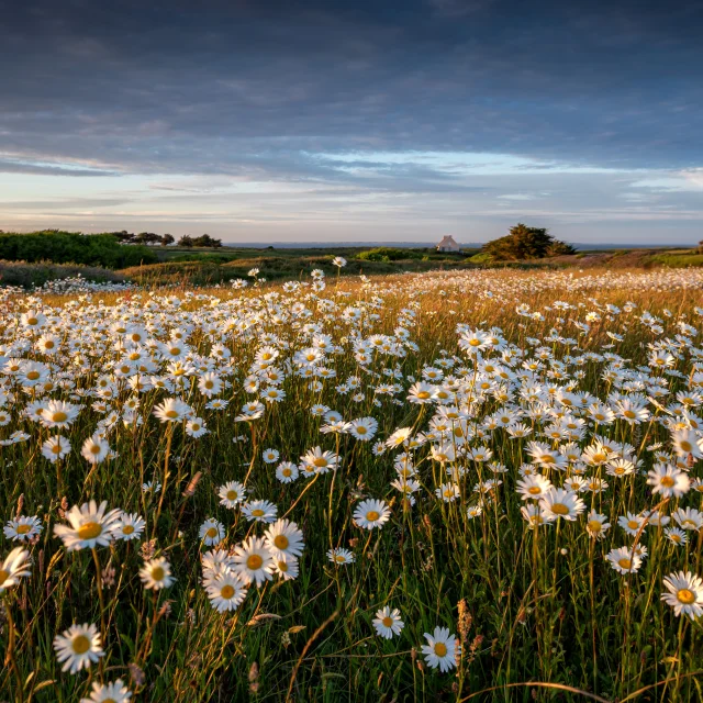 Champs De Marguerites | Pascal Lechaudel